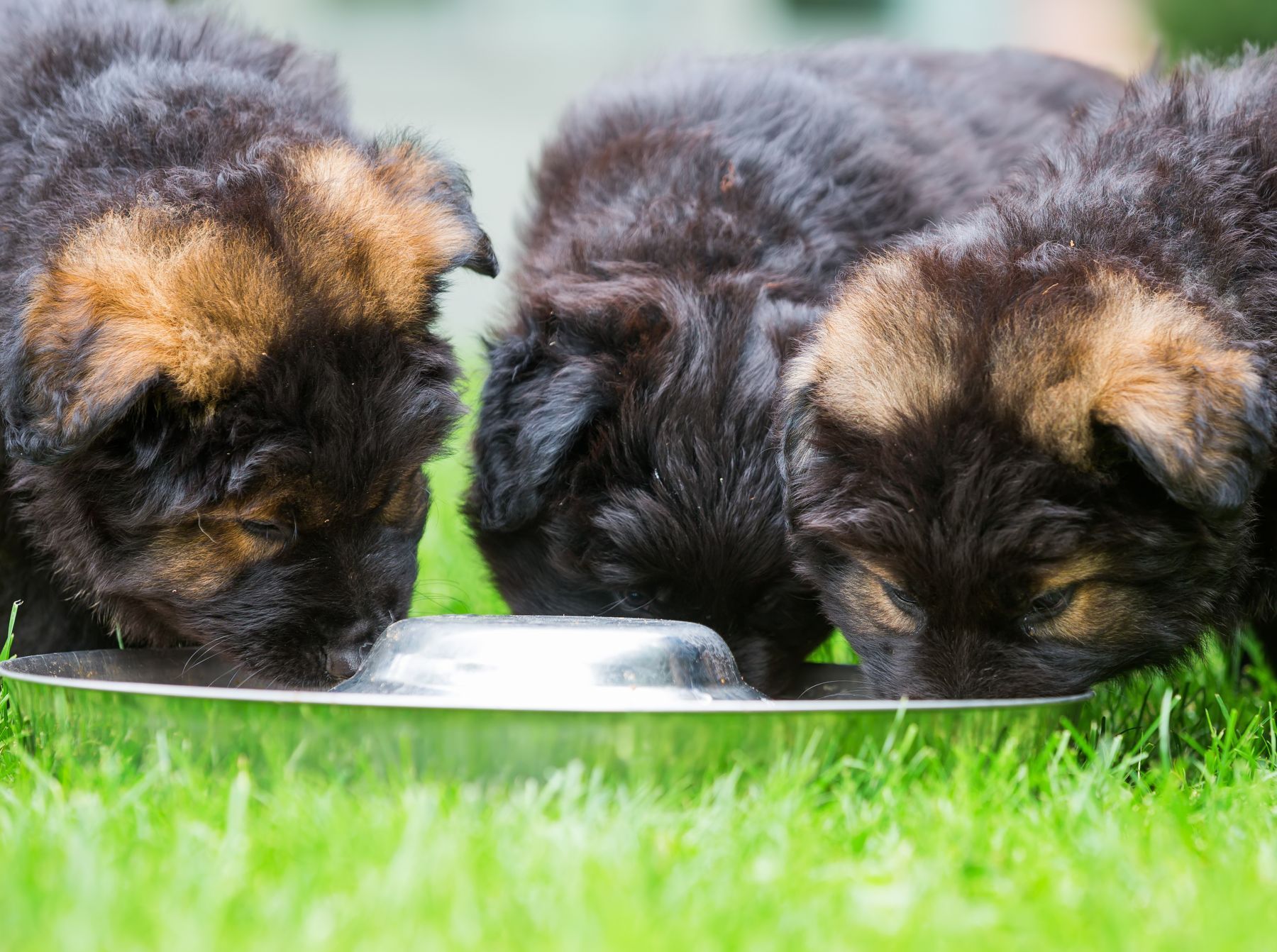 Understanding Megaesophagus